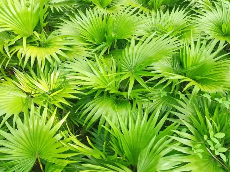 Tongkat Ali Extract