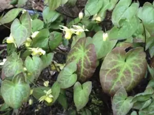 Horny Goat Weed Extract